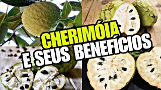 BENEFÍCIOS DA FRUTA CHERIMÓIA [upl. by Nhabois691]