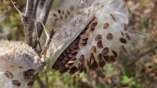 Time to Collect and Sow Milkweed Seeds [upl. by Esom]