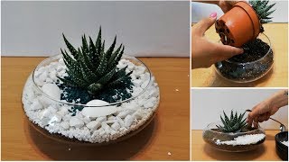 How to Repot and Decorate Zebra Succulent  Haworthia [upl. by Tav637]