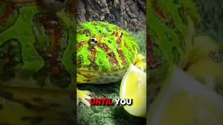 Frog eats lemon 🍋🐸 adorableanimals [upl. by Noied]