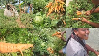 African Village Life Harvest carrot with us in the Village [upl. by Hiett]