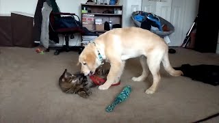 Puppy Throws Up on Cat [upl. by Randy]