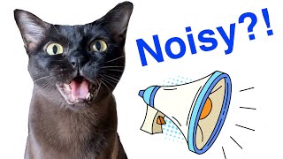 Are Burmese Cats Noisy 📣 🐈‍⬛ Cute Cats Meowing Yowling Purring amp Mrrp Cat Sound and Voice [upl. by Mont]