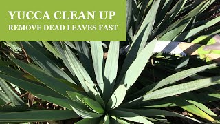 Yucca Pruning  How To Remove Dead Leaves from a Yucca Plant [upl. by Noelyn477]