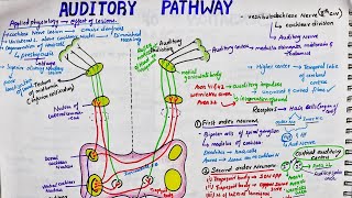 Auditory Pathway  Easy  Physiology  Primary lemniscal pathway [upl. by Shewchuk]