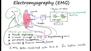 EMG II Electromyography II Muscle electrical activity [upl. by Garfield]