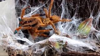 Pterinochilus murinus Usambara Mountains pairing video [upl. by Nivanod]