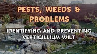 Identifying and Preventing Verticillium Wilt [upl. by Katrina]