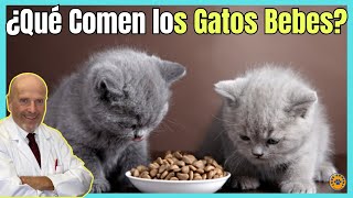 🔴 ¿QUE ALIMENTOS COMEN LOS GATOS BEBES 🔴 [upl. by Brandes]