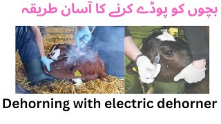 Dehorning in calves with electric dehorner [upl. by Annotahs]