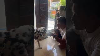 Jessy Dalmatian deaf dog dalmatiandog doglovers [upl. by Wind]