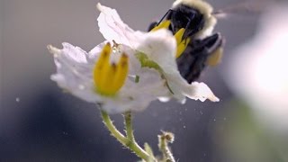 SloMo Footage of a Bumble Bee Dislodging Pollen [upl. by Idnym]