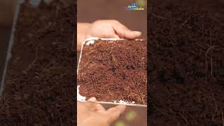 Composting procedure of coconut coir [upl. by Nylrac]