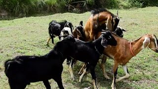 OMG Happy Breading family goat [upl. by Pineda]