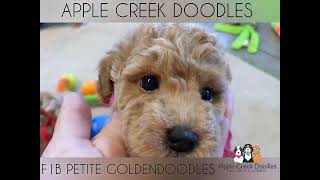 F1b Petite Goldendoodle Puppies [upl. by Alberic]