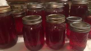 HOW TO MAKE PLUM JELLY STEP BY STEP [upl. by Sinnel]