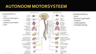 autonome zenuwstelsel [upl. by Carlina]