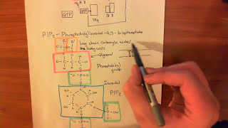 The Protein Kinase C Pathway Part 1 [upl. by Daly]