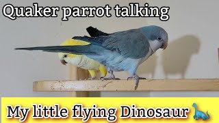 Quaker parrot runes the shelf  Quaker Parrot Talking and singing  Monk Parakeet Talking [upl. by Avek802]