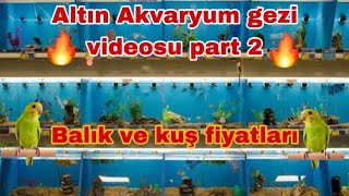 Altın Akvaryum gezi videosu part 2Güncel Akvaryum balığı fiyatlarıGüncel muhabbet kuşu fiyatları [upl. by Anaitak]