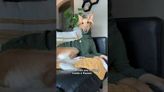 six signs you’re a worm part 2 dogsofyoutube dog borzoi petshorts voiceover silkenwindhound [upl. by Lombardi84]