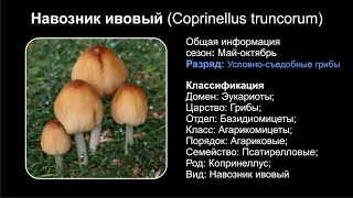 Навозник ивовый Coprinellus truncorum [upl. by Featherstone]