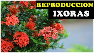 Como Reproducir Ixoras Enanas Coralito Cruz de malta o ixora Coccinea [upl. by Eissalc]