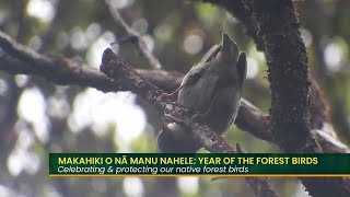 Makahiki O Nā Manu Nahele Year of the Forest Birds Part 1 [upl. by Talanian147]