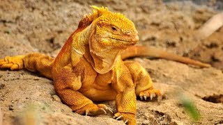 7 Tipos De Iguanas Que No Creerás Que Existen [upl. by Illek]