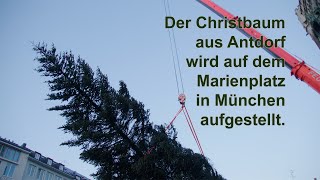 Der Christbaum aus Antdorf wird auf dem Marienplatz in München aufgestellt [upl. by Velick]