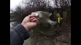 Chicago River crappie fishing SLAB alert [upl. by Savory121]