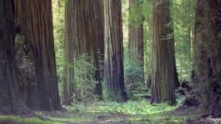 The California Redwoods A Poem [upl. by Bennion]