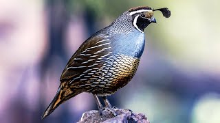 10 Most Beautiful Quails In The World [upl. by Sheedy]