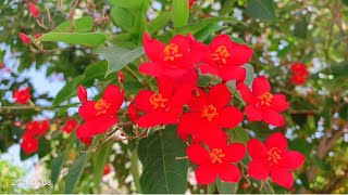 Jatropha integerrima commonly known as peregrina or spicy jatropha 琴叶珊瑚 [upl. by Htennaj]