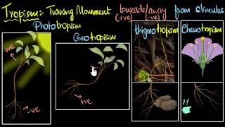 Tropism Types positive amp negative  Control amp Coordination  Biology  Khan Academy [upl. by Millford]