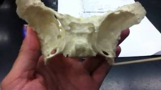 Sphenoid Bone [upl. by Ahtnams]