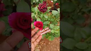 Exotic Rose Black Rose 150rs onlyrarenewtrendingrosedifferentvarieties [upl. by Edelson]