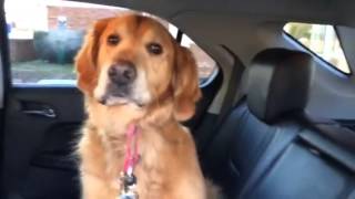 Smart Golden Retriever knows he is at the Vet [upl. by Lolita363]