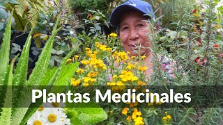 5 Plantas MEDICINALES que tienes que tener en tu JARDIN  PLANTAS MEDICINALES [upl. by Adolf]