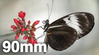 Sony 90mm f28 Macro with Butterfly photo examples [upl. by Lavinia]