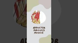 Adductor hallucis adductor [upl. by Atilahs]