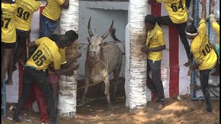 Kattikkulam Jallikattu 2023 Videos  கட்டிகுளம் ஜல்லிக்கட்டு 2023 Videos [upl. by Aiciram]