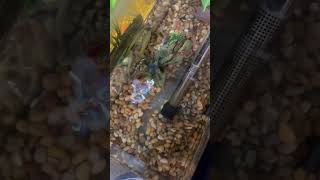 Killifish aquarium fish fishaquarium fishtank aquariumfish [upl. by Ahswat448]