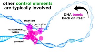 Regulation of Gene Expression Operons Epigenetics and Transcription Factors [upl. by Perrin]