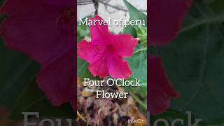 Mirabilis jalapa marvel of peru Four oclock flowerSrividyaPuppala [upl. by Waring811]