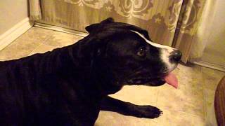 Best Home Remedy For A Dog With Pneumonia [upl. by Ilac124]