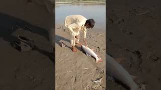 Big 3 river catches of the week  river fishing [upl. by Mcclenon95]