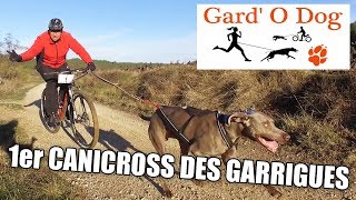 1er CANICROSS DES GARRIGUES  COURSE GARD O DOG Aubais [upl. by Aihsem]