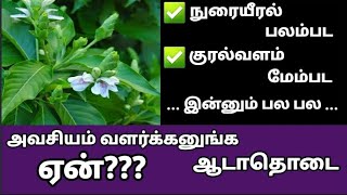 Adathodaiadhatoda leaf benefits in tamilஆடாதோடை பயன்கள்Adathodai plant uses in tamilAdathodai [upl. by Skantze854]