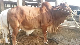 Aziz Cattle Farm SY Aj Ki Fresh Update [upl. by Benedick382]